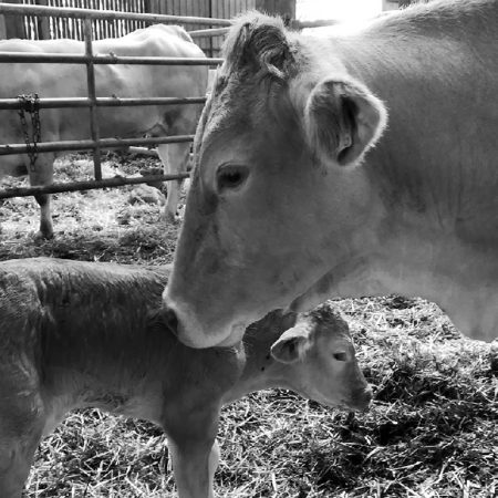 Blonde d'Aquitaine et son veau