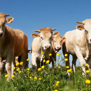 blonde_aquitaine blonde_aquitaine