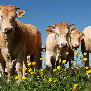 ferme-buret-viande-boeuf-veau